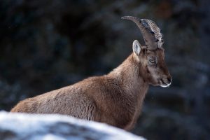 Capra Ibex