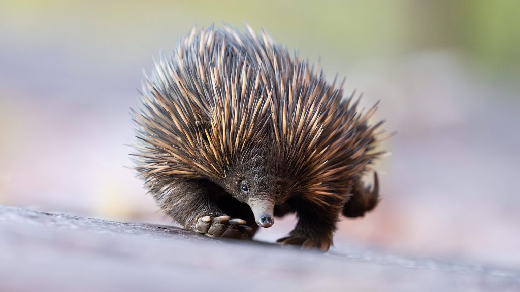 Echidna Australia
