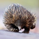 Echidna Australia