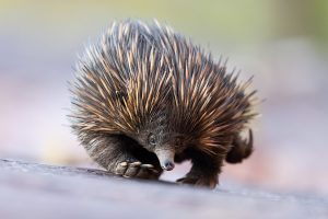 Echidna Australia