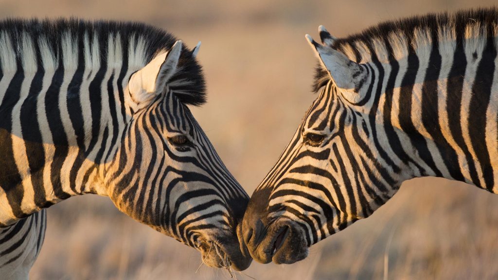 Etosha Zebra