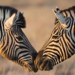 Etosha Zebra