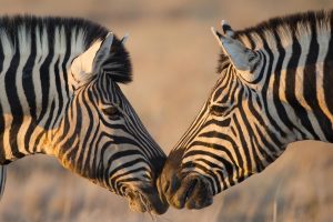 Etosha Zebra
