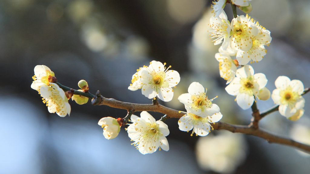 Mito Plum Festival2026