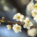 Mito Plum Festival2026