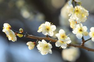 Mito Plum Festival 2026