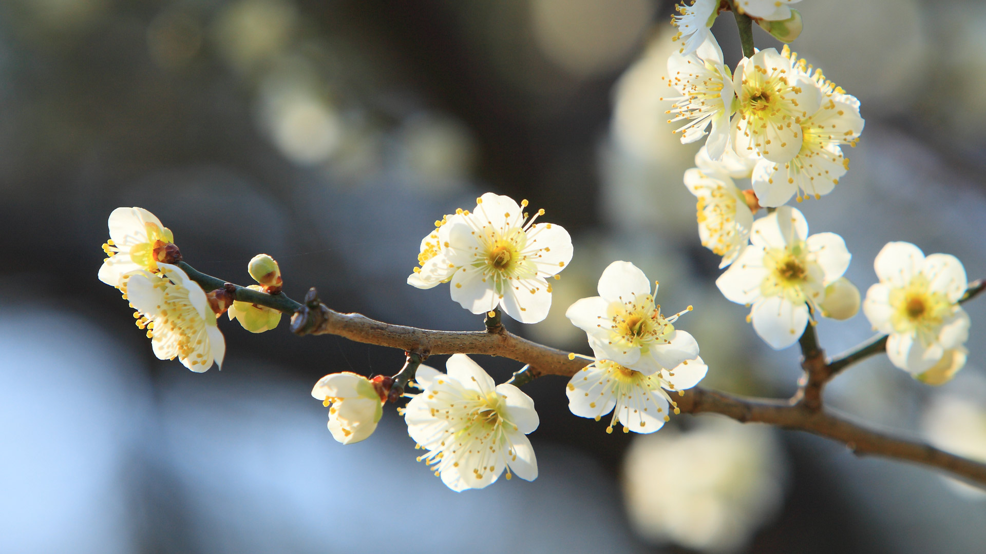 Mito Plum Festival 2026