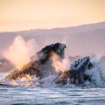 Monterey Humpbacks