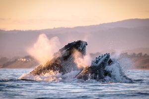 Monterey Humpbacks