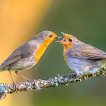 Mothering Sunday2026