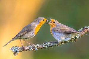 Mothering Sunday 2026