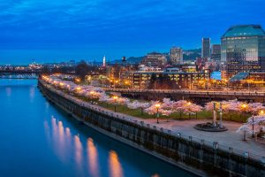 Portland Blossoms