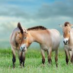Przewalskis Horse