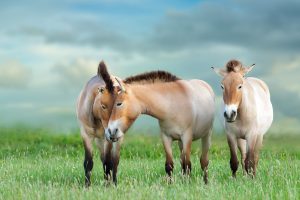 Przewalskis Horse