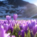 Rila Crocuses