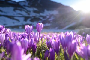 Rila Crocuses