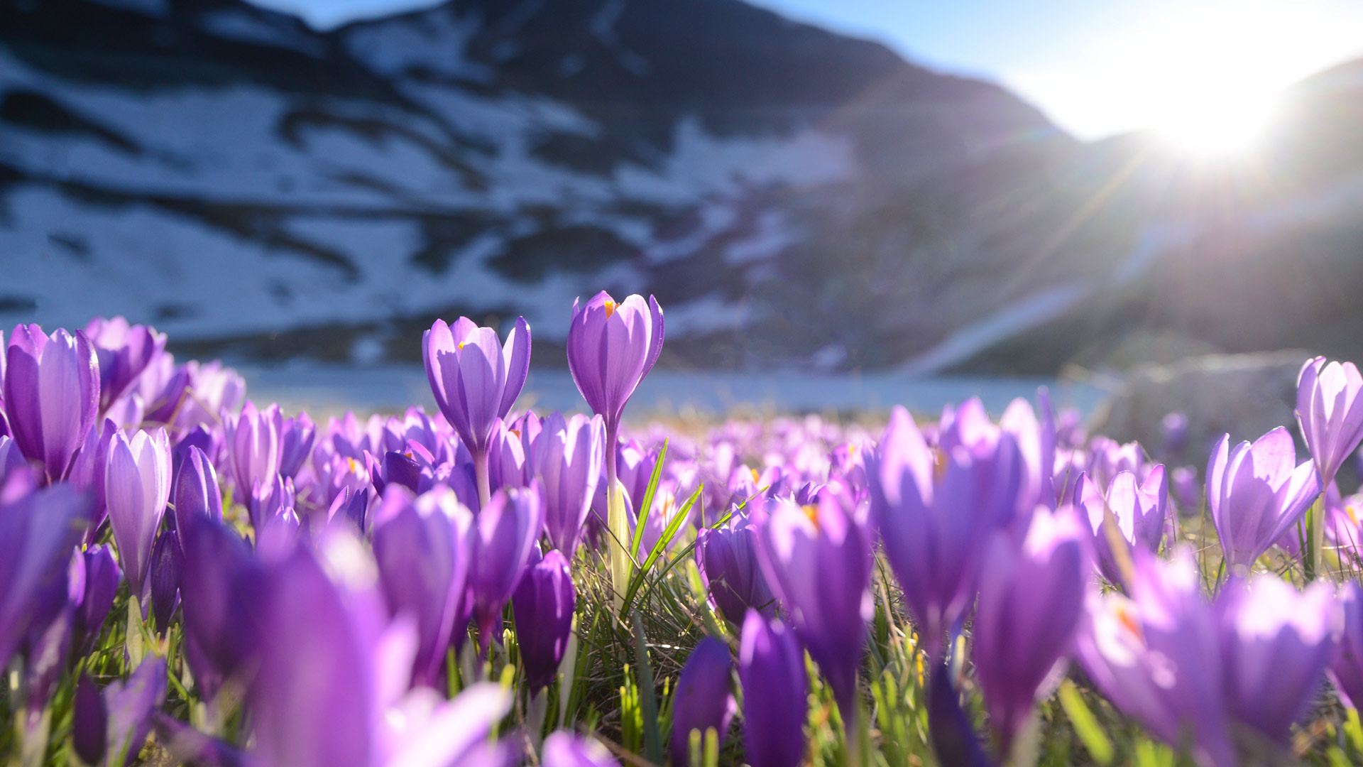 Rila Crocuses