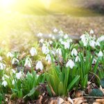Spring Snowdrops