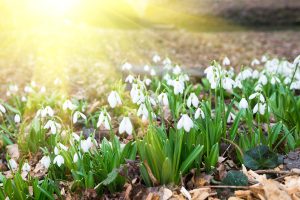 Spring Snowdrops