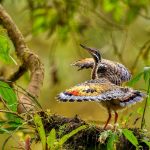 Sunbittern Ecuador