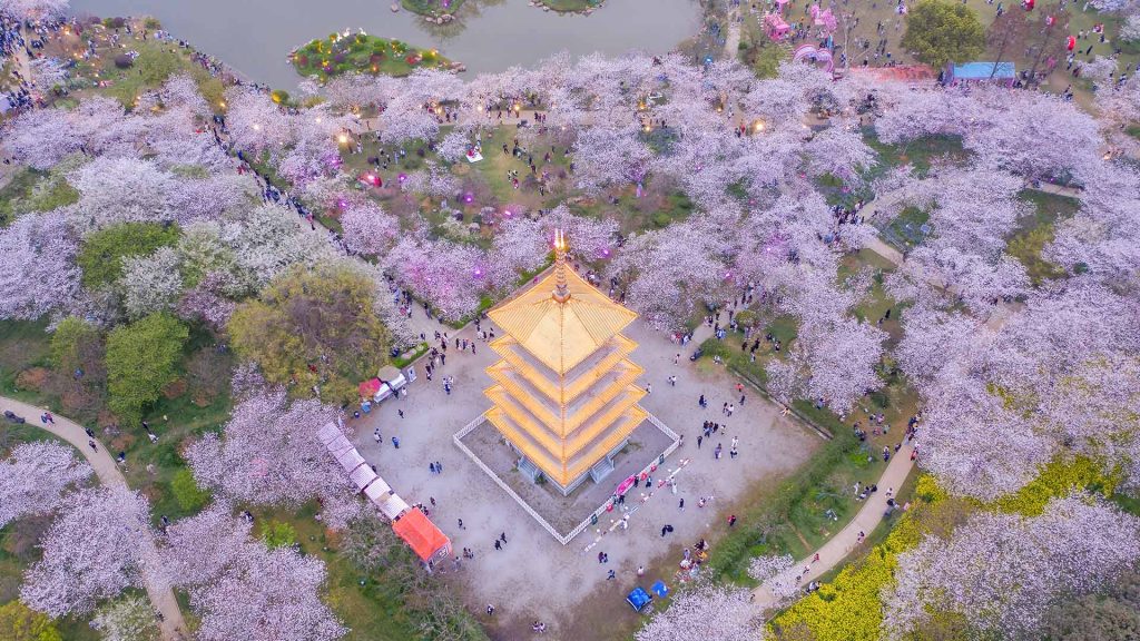 Wuhan Cherry Blossom