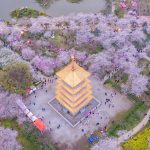 Wuhan Cherry Blossom