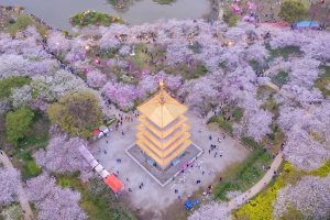 Wuhan Cherry Blossom