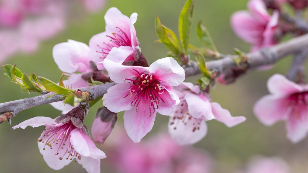 Apple Blossoms