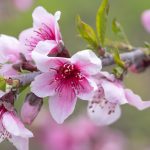 Apple Blossoms