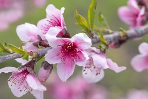 Apple Blossoms