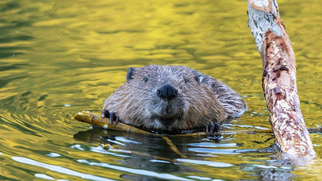 Beaver Portrait