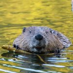 Beaver Portrait