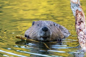 Beaver Portrait