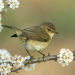 Chiffchaff Spring