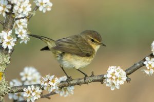 Chiffchaff Spring