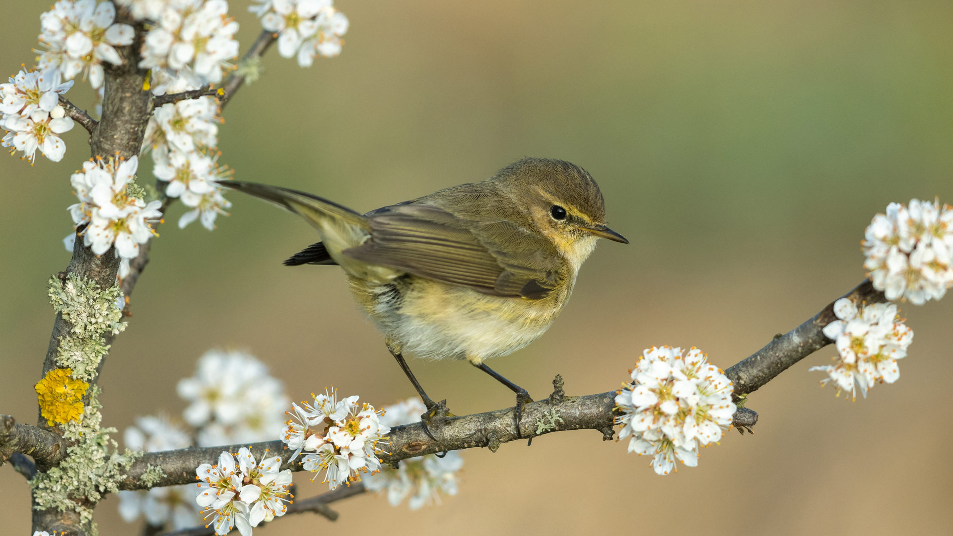 Chiffchaff Spring