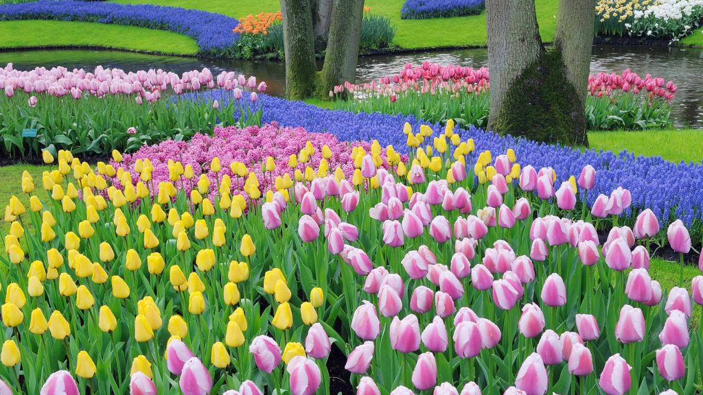 Dutch Tulips