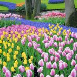 Dutch Tulips
