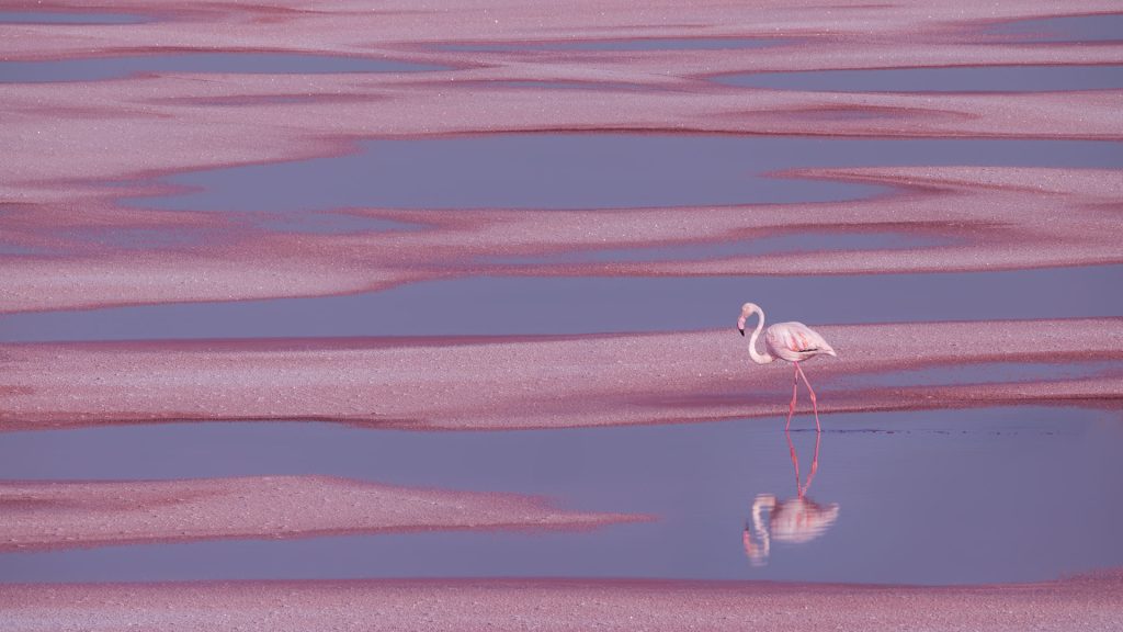 Flamingo Aigues Mortes
