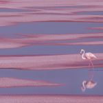 Flamingo Aigues Mortes