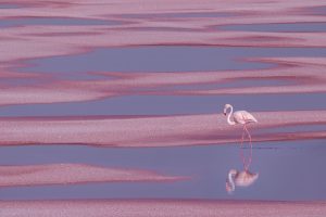 Flamingo Aigues Mortes