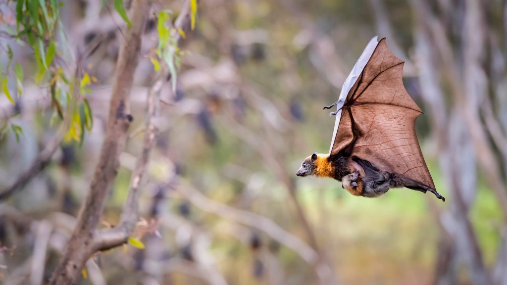 Flying Fox Mom