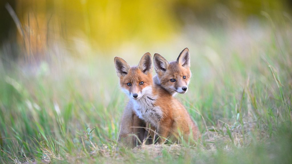 Fox Siblings