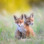 Fox Siblings