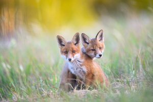 Fox Siblings