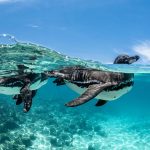 Galapagos Penguins