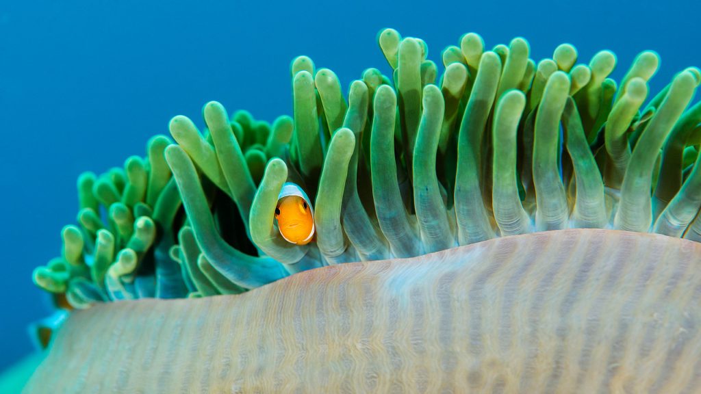 Ocellaris Clownfish