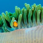 Ocellaris Clownfish