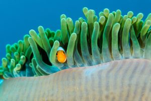 Ocellaris Clownfish