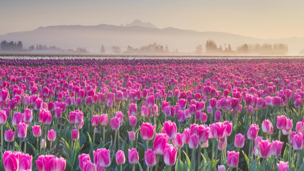 Skagit Tulips